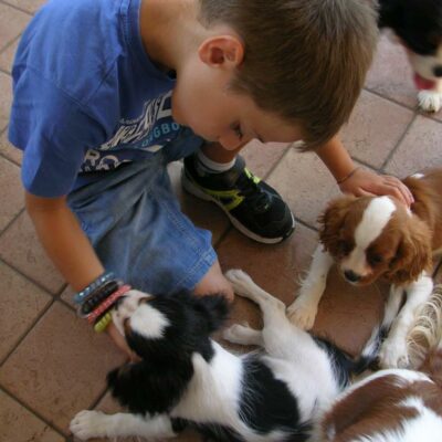 Cavalier King Charles Spaniel