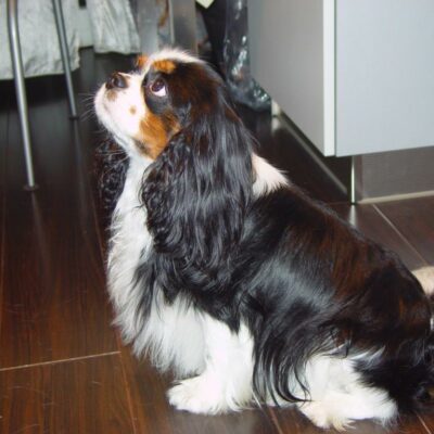 Cavalier King Charles Spaniel