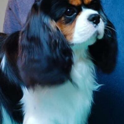 Cavalier King Charles Spaniel