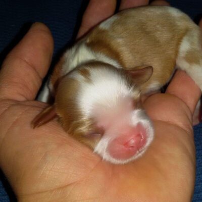 Cavalier King Cuccioli