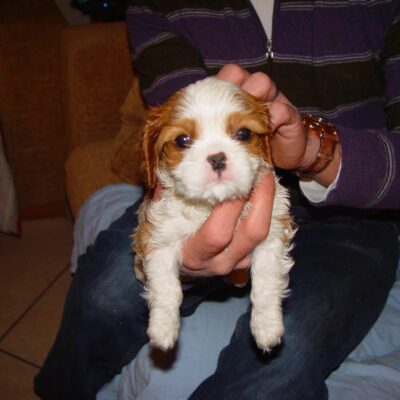 Cuccioli Cavalier King