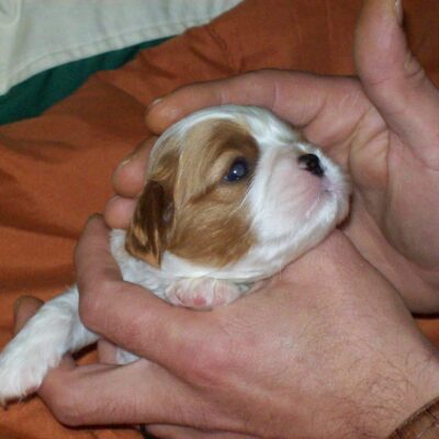 Cuccioli Cavalier King