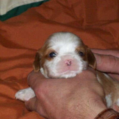 Cuccioli Cavalier King