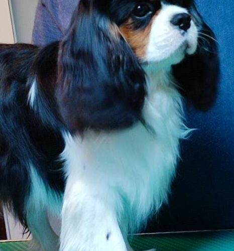 Cavalier King Charles Spaniel Tricolor Argo