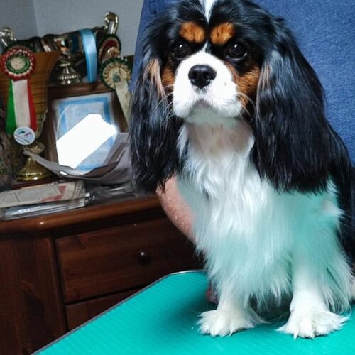 Cavalier King Charles Spaniel Tricolor Argo