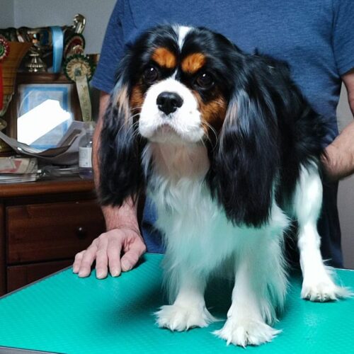 Cavalier King Charles Spaniel Tricolor Argo